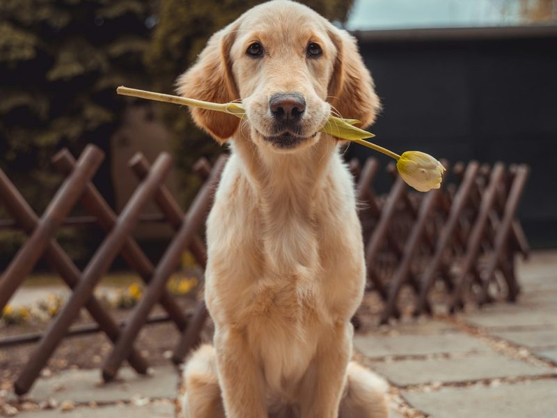 Categoría Arneses — selección MascotaUtil