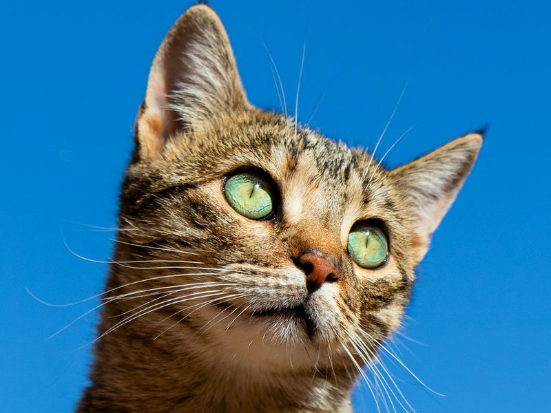 Categoría Camas gato — selección MascotaUtil