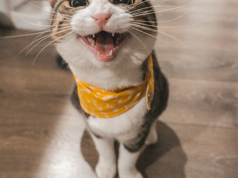 Categoría Juguetes gato — selección MascotaUtil