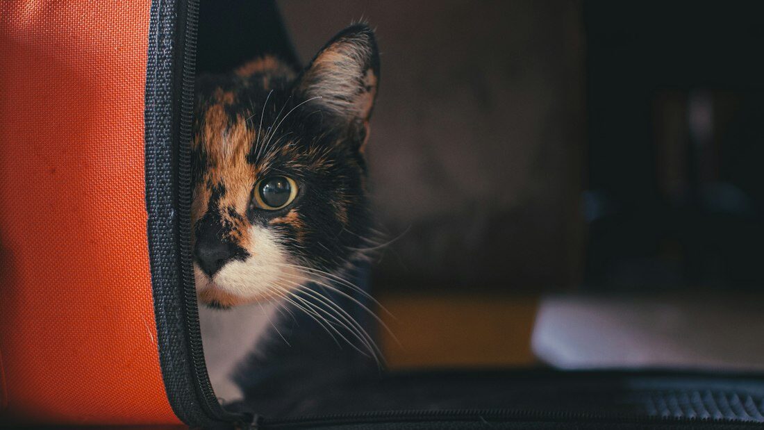 Categoría Transportines — selección MascotaUtil