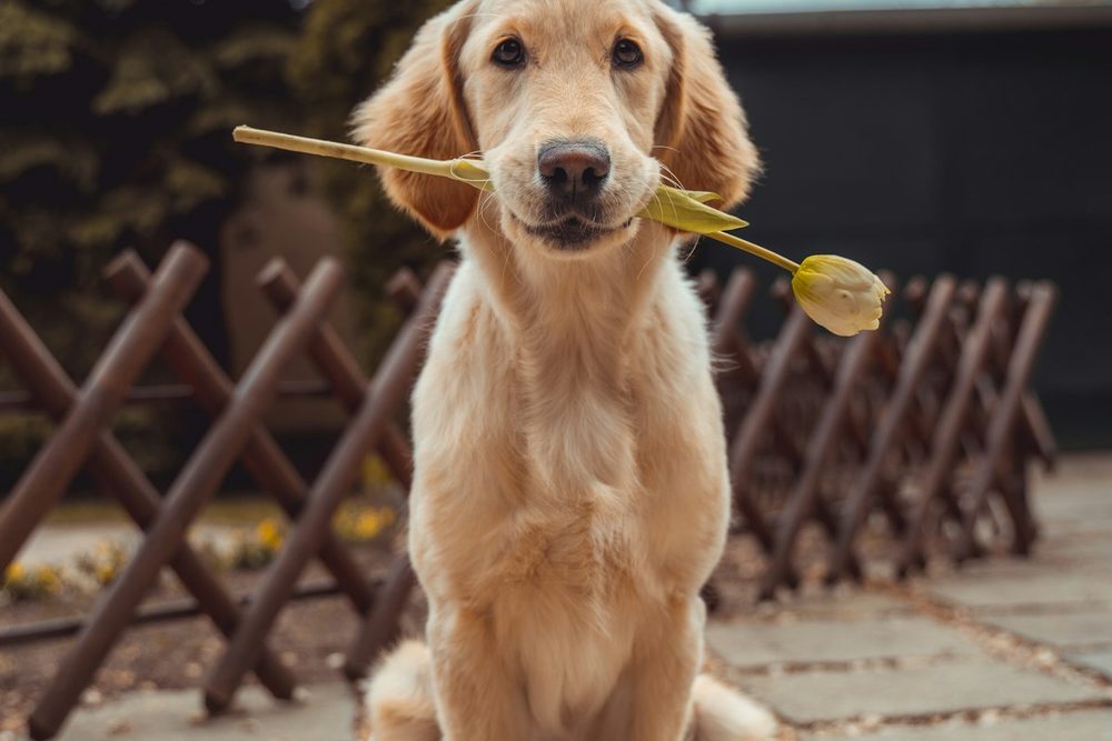 Arnés para perro — guía MascotaUtil España