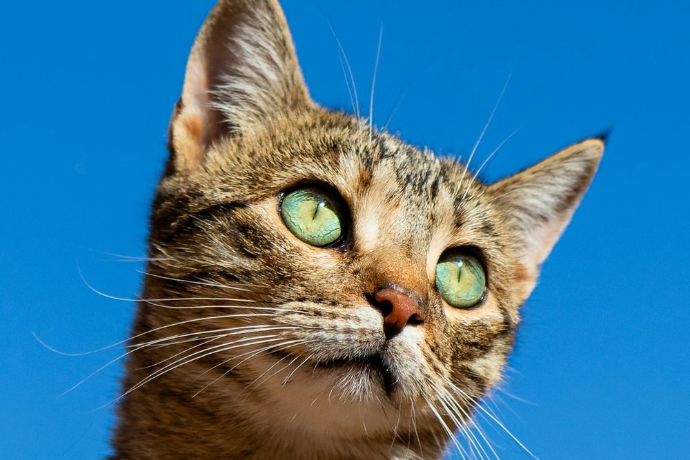 Cama para gato — guía MascotaUtil España