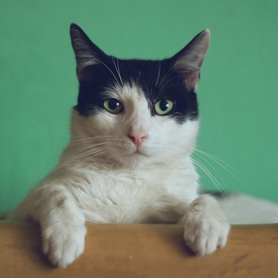 Guía relacionada MascotaUtil