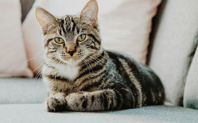 Ubicación de la cama del gato