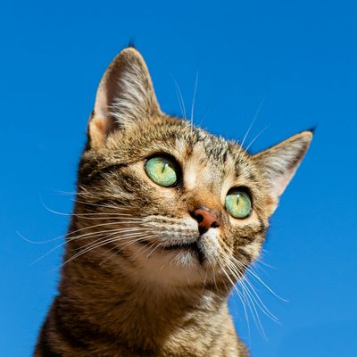 Guía relacionada MascotaUtil