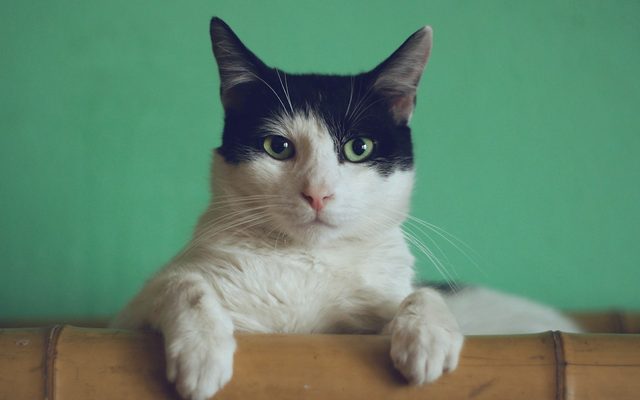 Caña con plumas para gato
