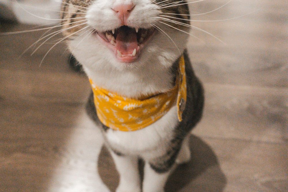 Juguetes para gato — guía MascotaUtil España