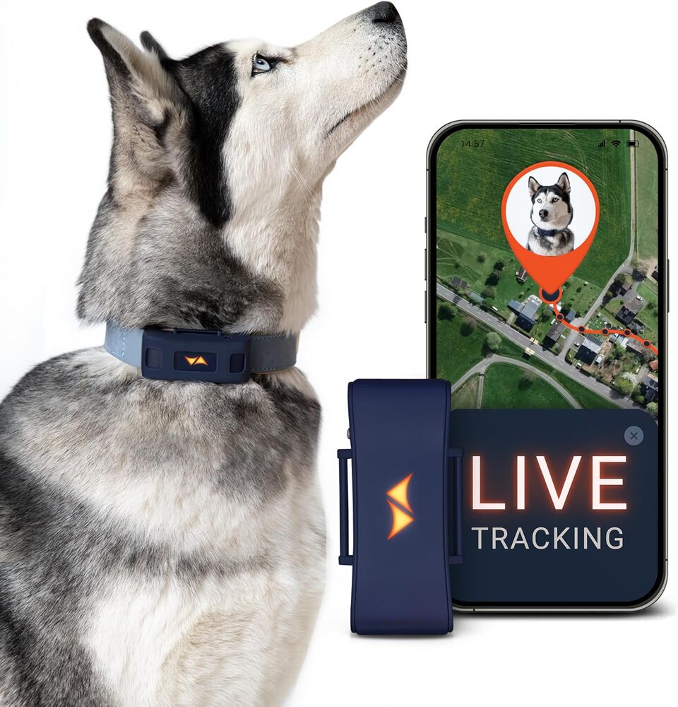 PAJ GPS perros 4G — 3 meses incluidos